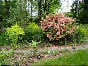 Early Spring IN The Garden