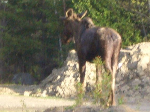 moose outside front door