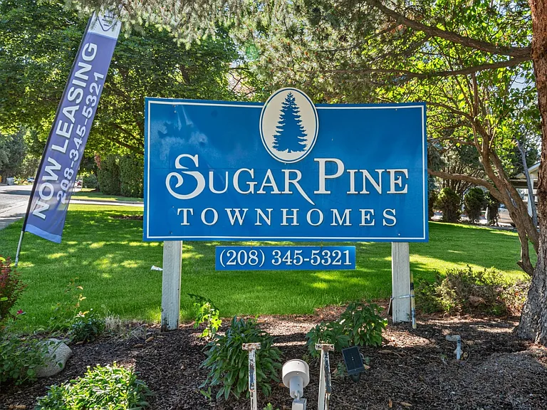 Sugar Pine — Photo 34