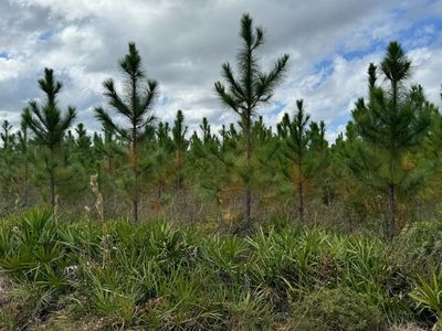 NE Cheshire Ln, Lake City, FL, 32055