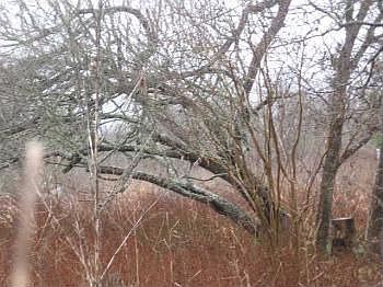 2nd image of 16305 Fagerquist Rd