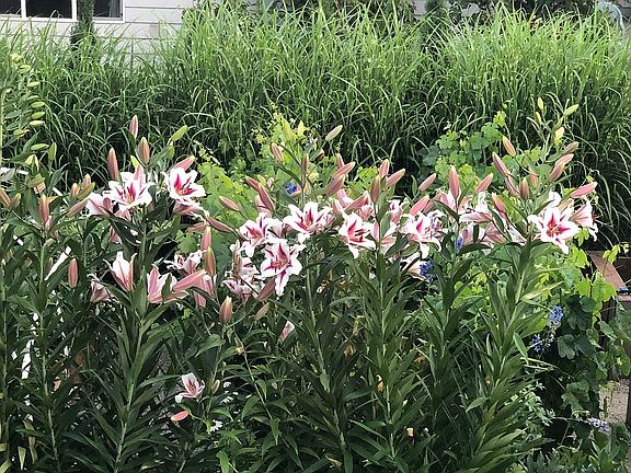 Flower Bed
