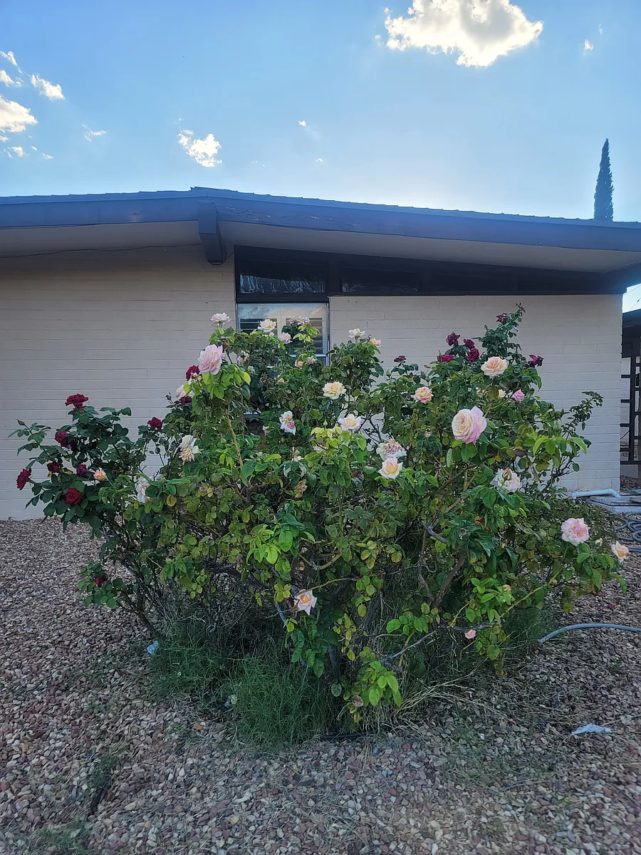 Building Photo - 6272 Dew Dr