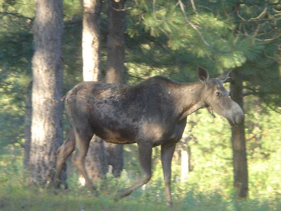 Moose in front yard