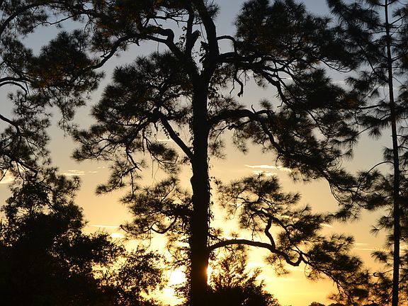 Ribault Scenic View nearby