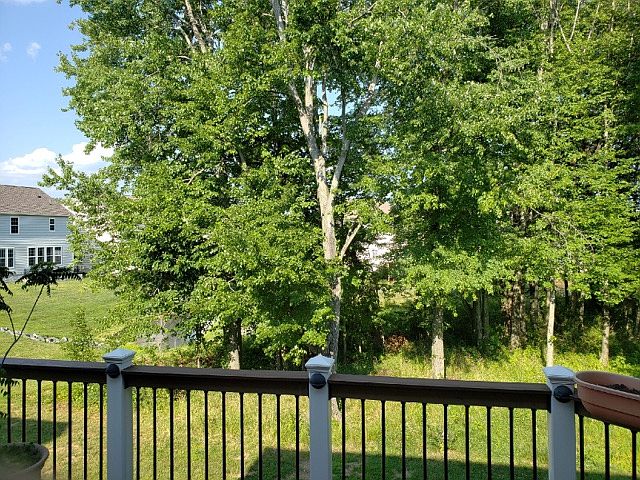 Back yard