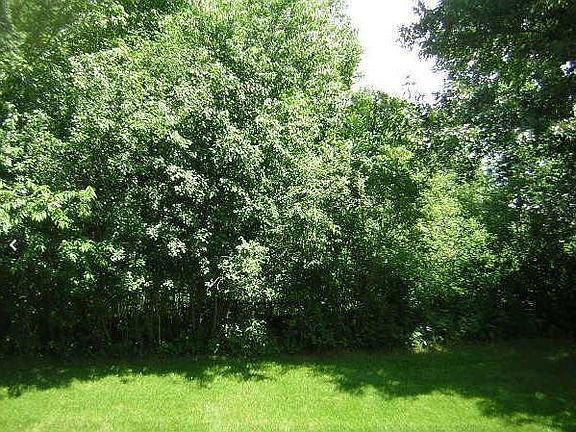 Wooded backyard