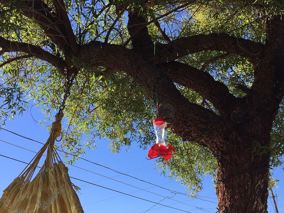 1st image of 1213 E Desert Cove Ave