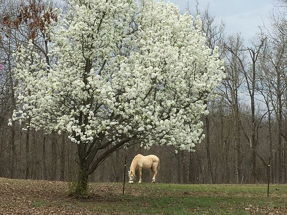 Rolling hill horse country