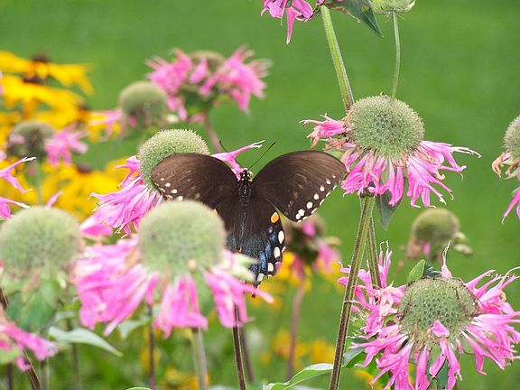 many gardens
