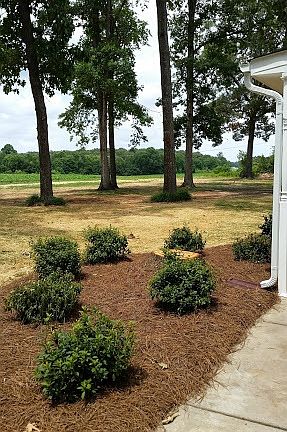Newly landscaped yard