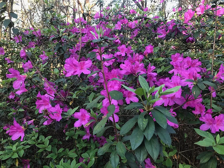 Azaleas in bloom February