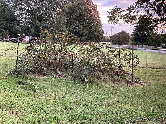 Blackberries
Raspberries 