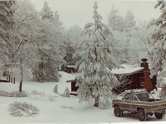 big trees, plenty of snow