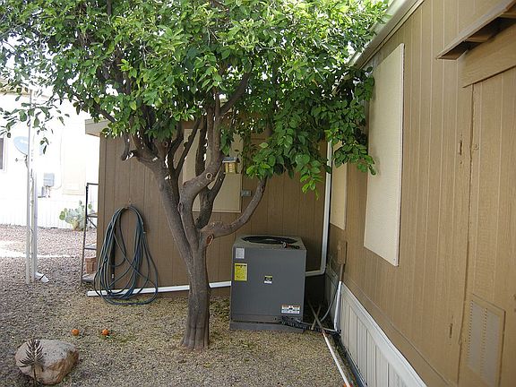 back yard with citrus tree