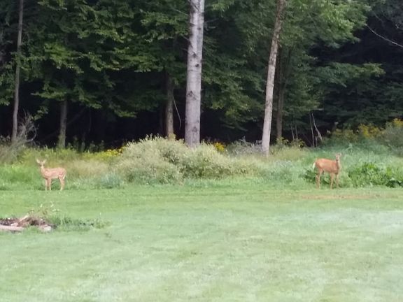 Mother & her young doe