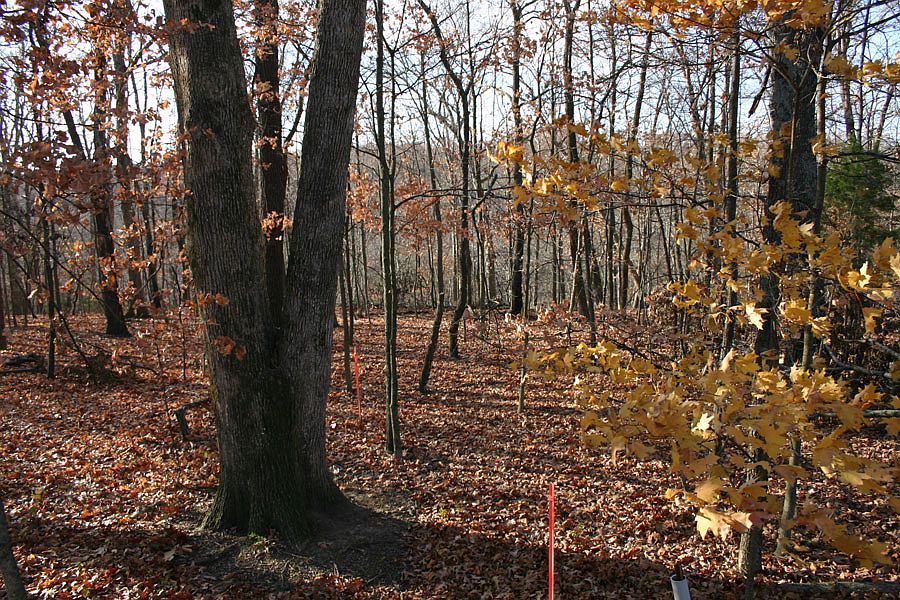 2nd image of 1239 Kohlers Ln
