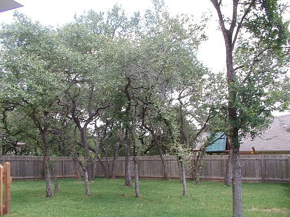 Beautiful trees in backyard