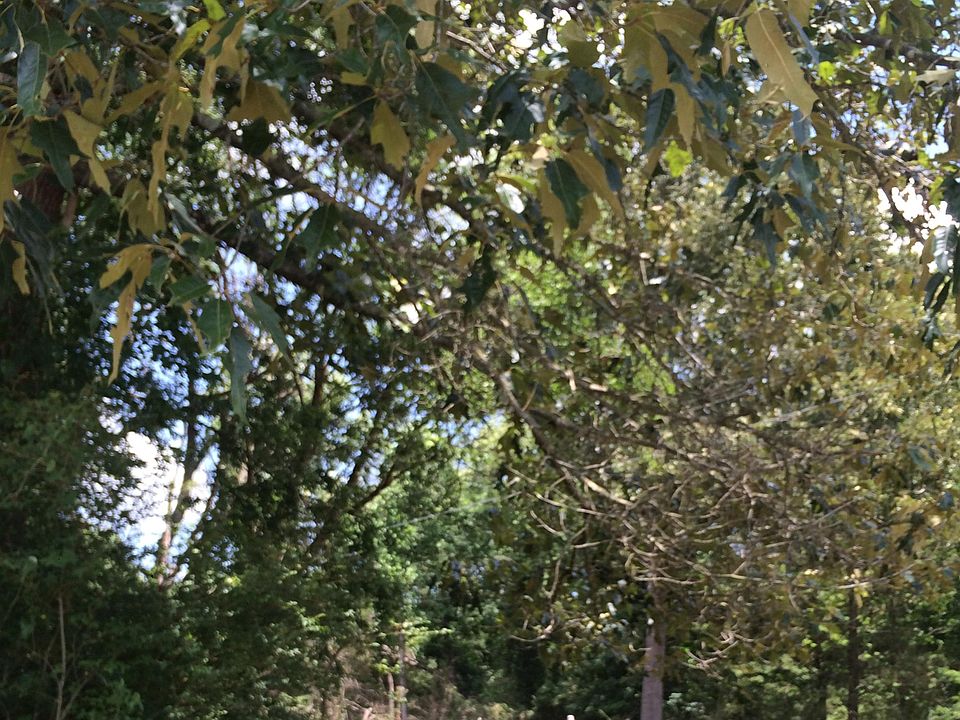 2nd image of 135 McClure Rd