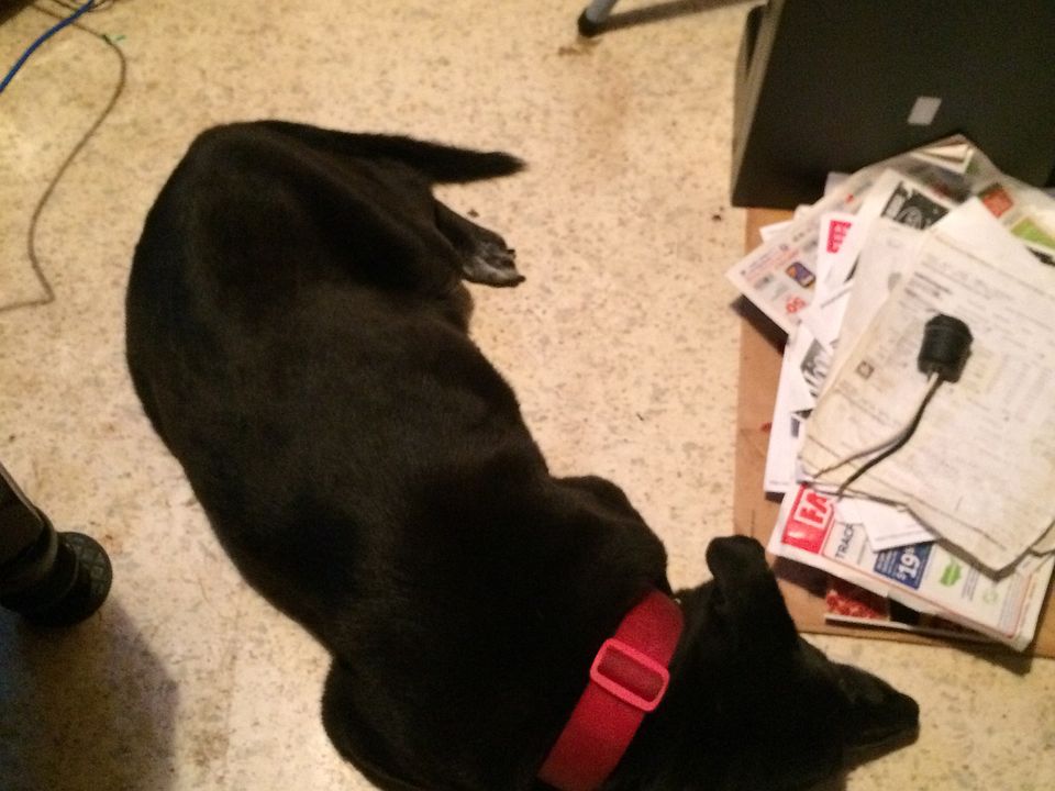 Favorite Sweethart PET