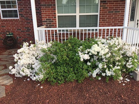 Azaleas