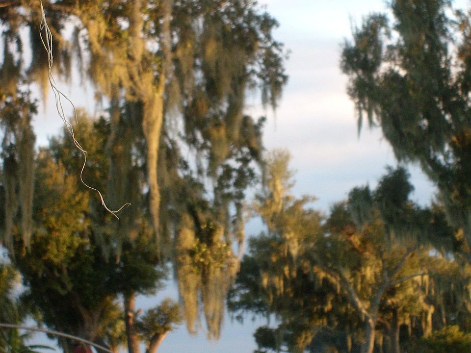 Lovely view toward the lake