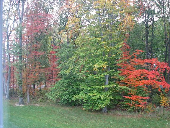 Large Backyard in Fall