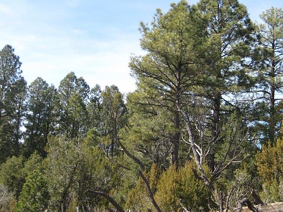 3rd image of 1950 Bear Cave Cir