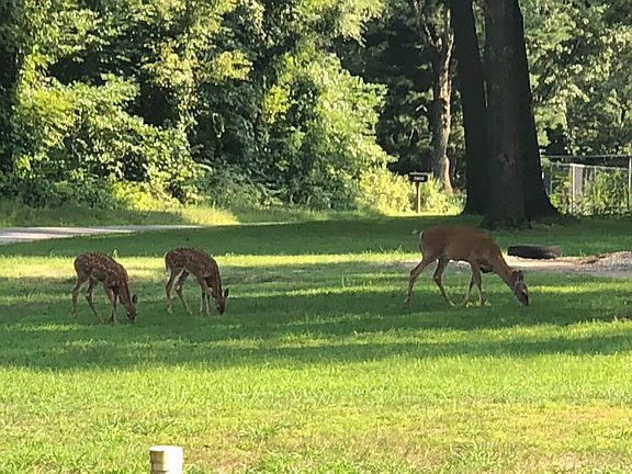 8/14/18 In front yard. Daily