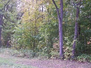 Lot View