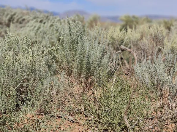 Vl Lots 7 8 Block 1202 Range T, Belen, NM 87002