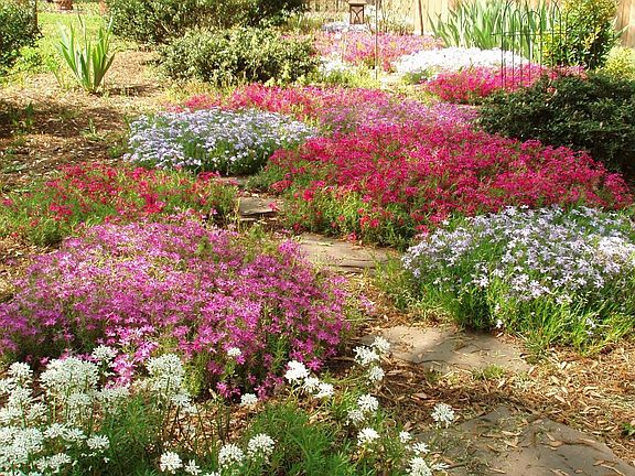 A River of Flowers...