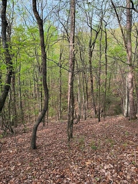 2nd image of 226 Crested Fern Ln #2146