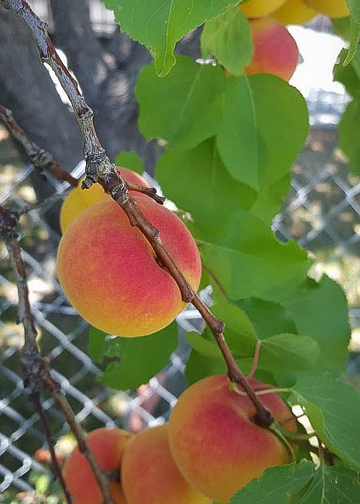 apricot tree