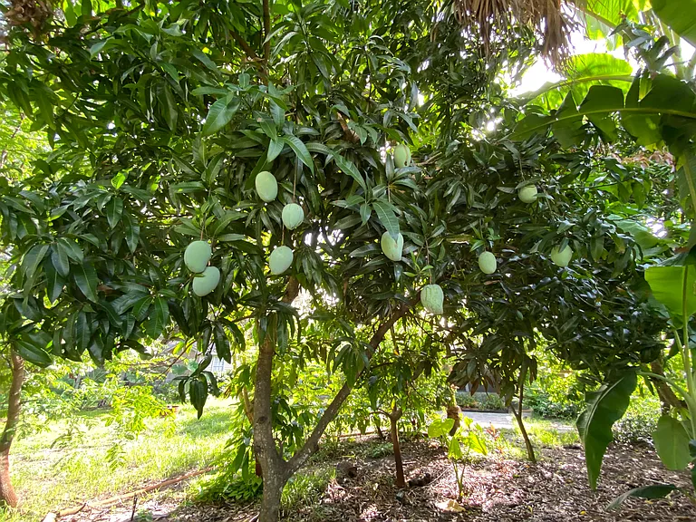 Mango trees