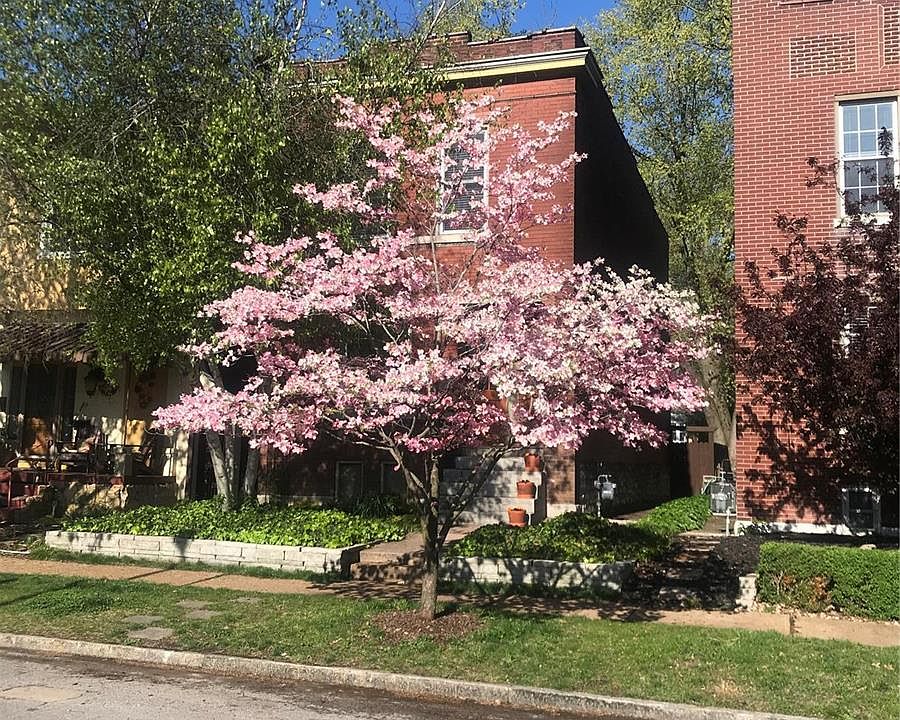2nd image of 3149 Alfred Ave