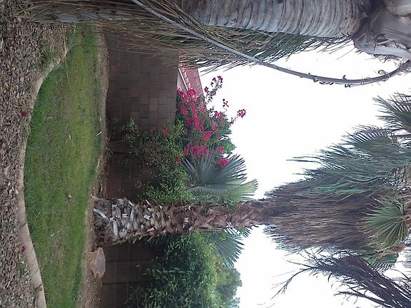 Tropical lush poolside