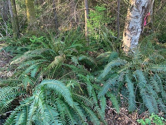 Look for pink ribbons to find approximate borders with neighboring parcels (parcel 10 to west and parcel 8 to east). This is near the NW corner, ~ 130 West of NE. corner. Approximate Elevation and location: 374 feet, N47.785, W 122.842