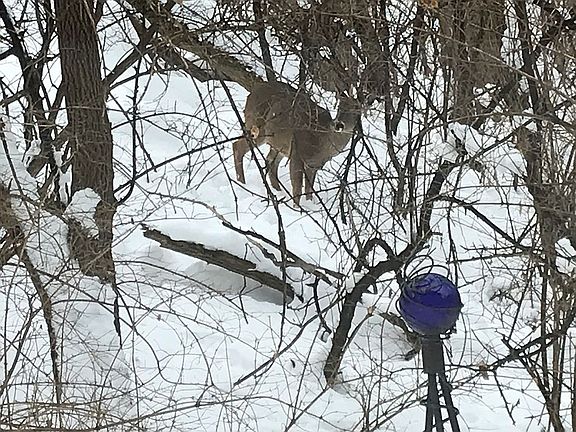 Fauna