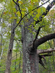 0 Cedar River Rd, Mancelona, MI, 49659