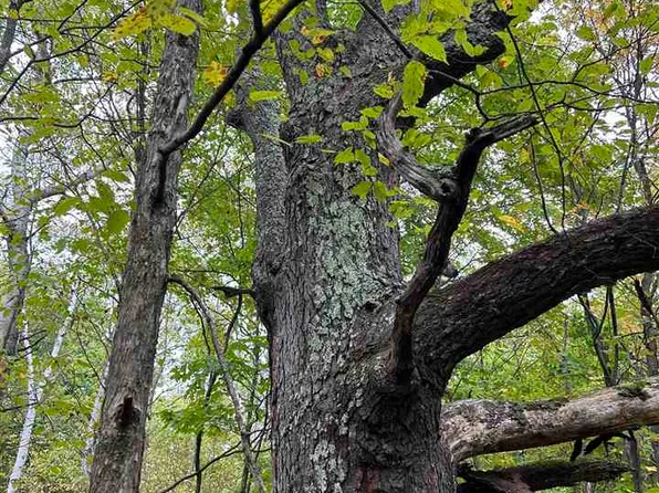 0 Cedar River Rd, Mancelona, MI 49659