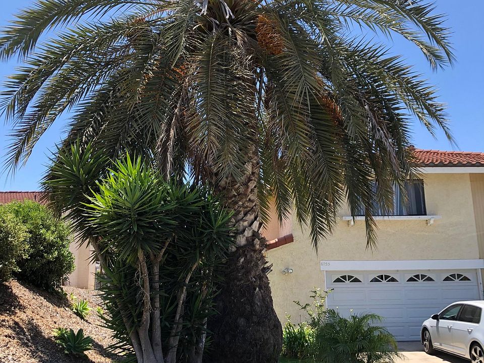 Beautiful palms in front yard.