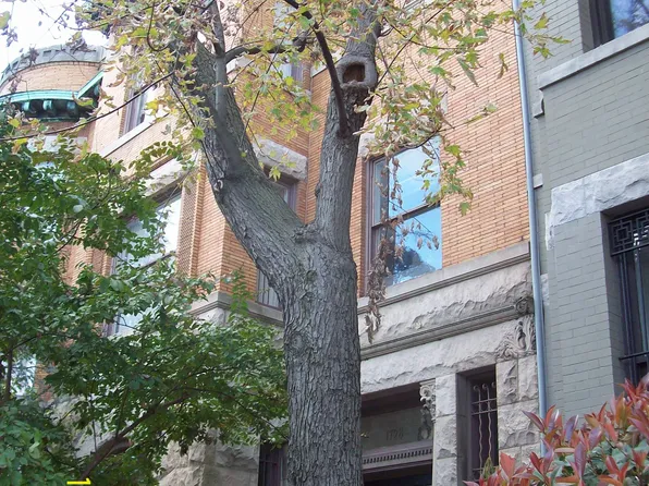 1728 21st St NW APT 2, Washington, DC 20009