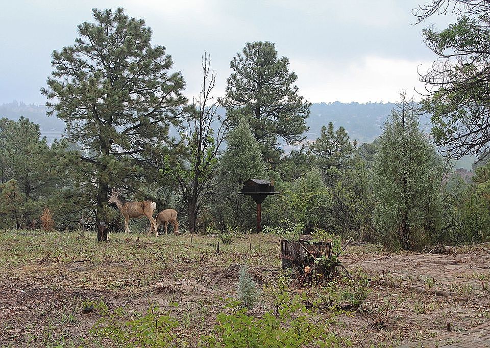 Natural landscaped yard