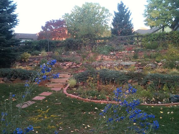 Back yard in fall