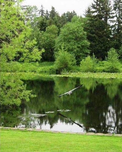 Blue Heron visits