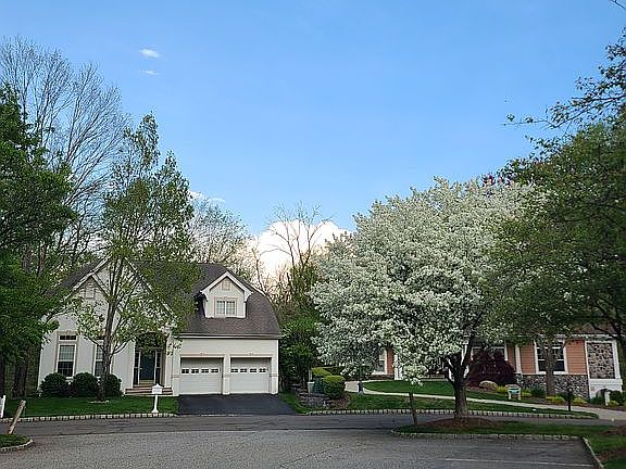 PARKING & CHERRY BLOSSOMS!