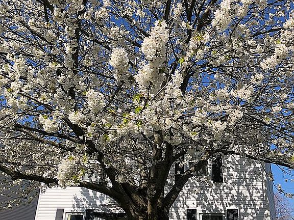 4th image of 64 Virginia Rd