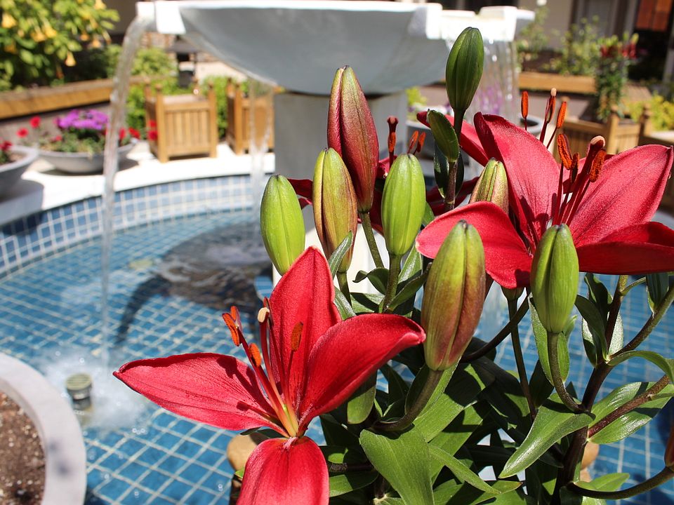 Flowers in Bloom at The Fountain