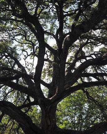 Huge Old Oak View